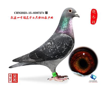 ����Ծ���������Ѫϵ����