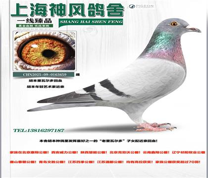 �������߶������