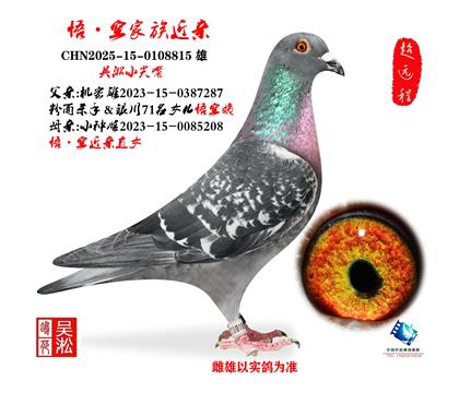 ����С���죺��ռ������815