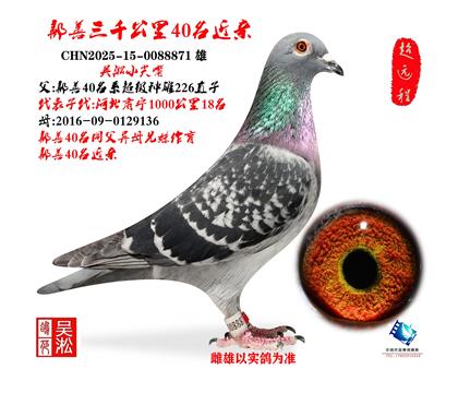 ����С����۷��3000����40������