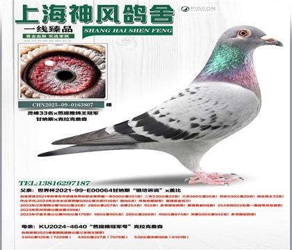 ���33��x�����Ÿ����ھ�