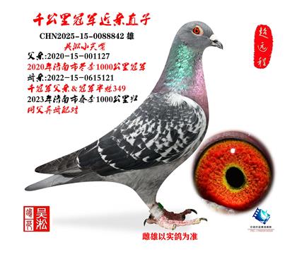 ����С����ǧ����ھ�ֱ��