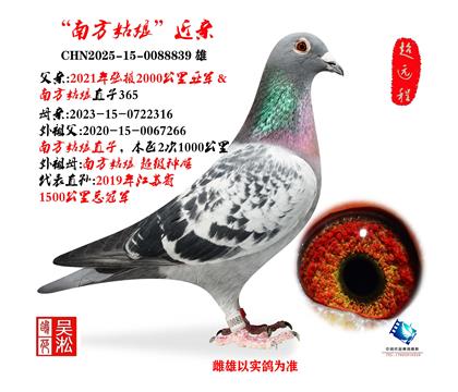 ���Ϸ�������ݹھ�Ѫϵ����