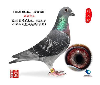 ����Բͷ����������8886