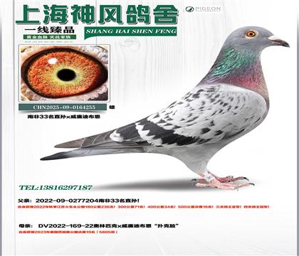 �Ϸ�33������ھ�x�����ϲ���������19��