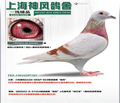 ����65��x�ú�Ű�����85��