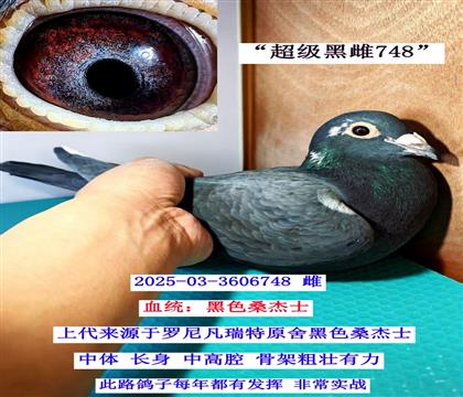 ��Ư���ڰ�����  03-3606748��