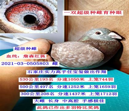 Ư����ƣ�ղɭ�����