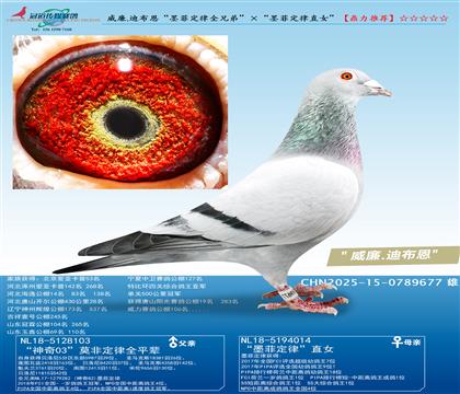 ����.�ϲ�����ī�ƶ���ȫ�ֵܡ�����ī�ƶ���ֱŮ��