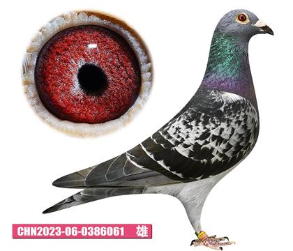 ����˹-��������061