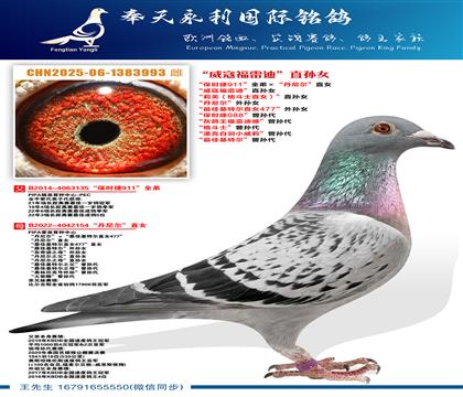 “保时捷911”全弟ד丹尼尔”直女 “威寇福雷迪”直孙女