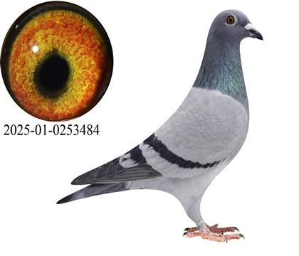 ��ķ������/���ֿ�˹484