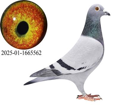 ����˹����ǽ���562