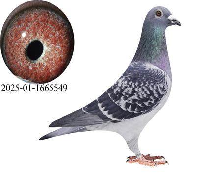 �����·��׵Ͻ���549