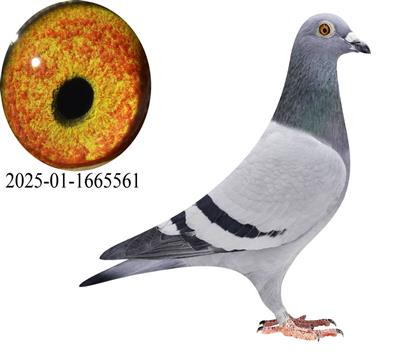 ����˹����˹6����561