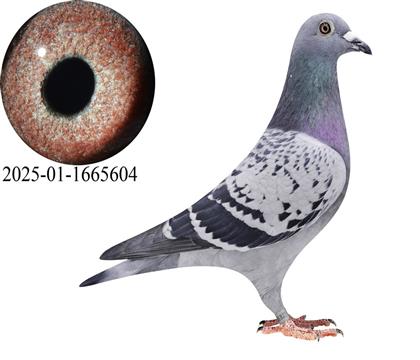 ����ʱKBDB����ȫ�ܸ���6��ֱ��Ů604