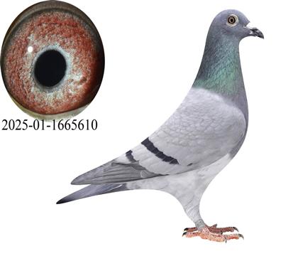 ��Ъ������˹/����510