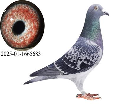 ������С�Ͽ˽���683