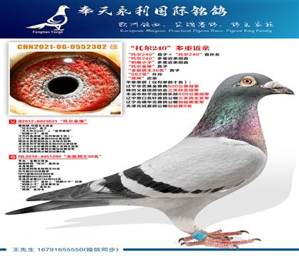 “托尔240”直子ד托尔240”直孙女 “托尔240”多重