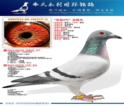 “杰基3号”直孙女“杰基3号”直子ד兰吉”直女