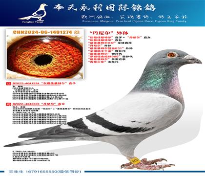 “灰最佳基特尔”直孙 “最佳基特尔II世”全妹直孙 “丹尼尔
