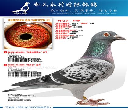 “灰最佳基特尔”直孙 “最佳基特尔II世”全妹直孙 “丹尼尔