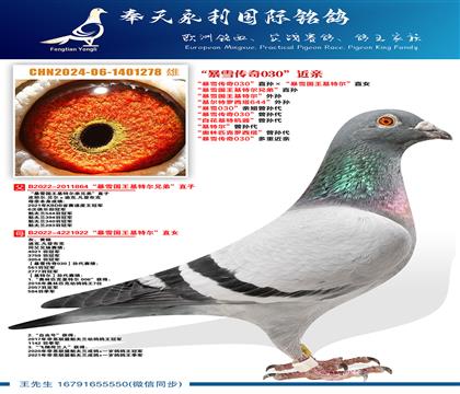 “暴雪国王基特尔”外孙“暴雪国王基特尔兄弟”直孙 “暴雪国王