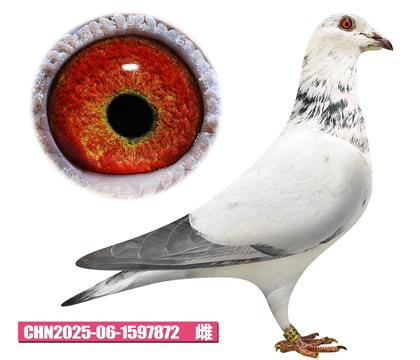 克拉森-漂亮白雌872