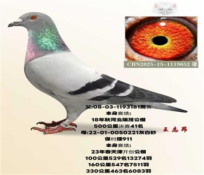 ����41��X����911