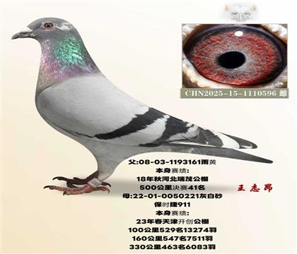 ����41X����911