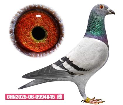 盖比-鲁迪佳人845