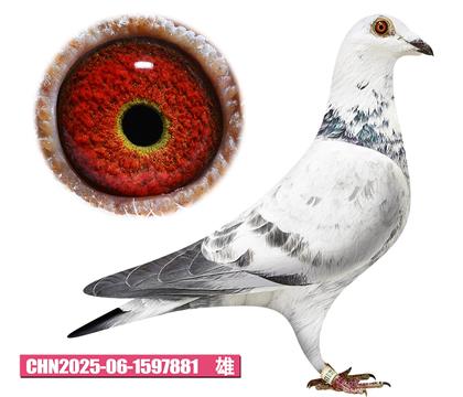 雷德曼-好花号881