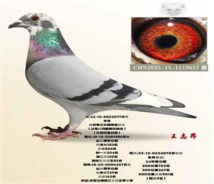 �԰�X����551