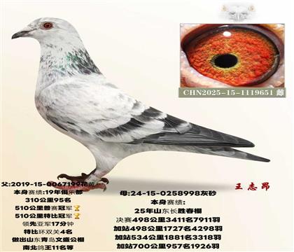 ˫�ھ�ֱŮ�������Ǿ�17���ӣ�