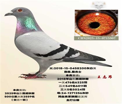 ʤ������5��ֱ��