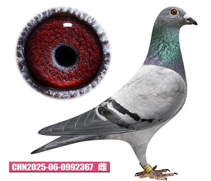 迪布恩-墨菲公主367