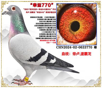 ��¬.�ٰ�����֪��17��Խ���X����848ֱ��Ů�����׻�Ѫ