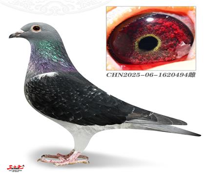 ��ڶ���494