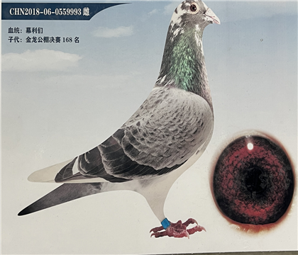 Ӣ��Ľ����-�����������168��ĸ��