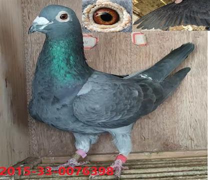 2016�＾500���＾������Ʒ��