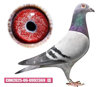 利奥-奥林匹克369