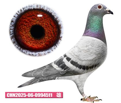 英格斯-鸽王号511