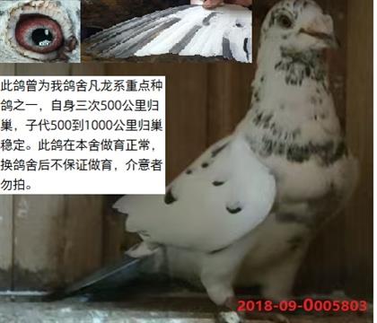 ������Ӱ�ִ�