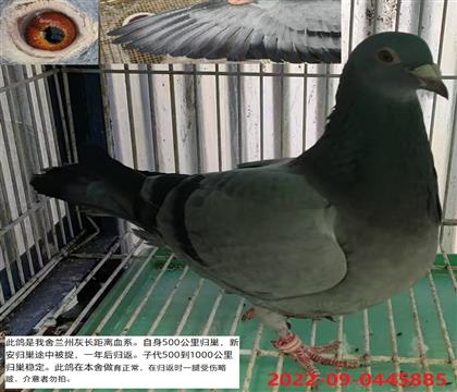 ���ݻ�ʯ��