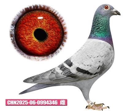 �Ǳ�-³�ϱ���346