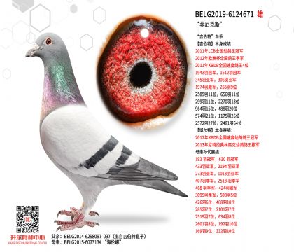 2����BELG2019-6124671