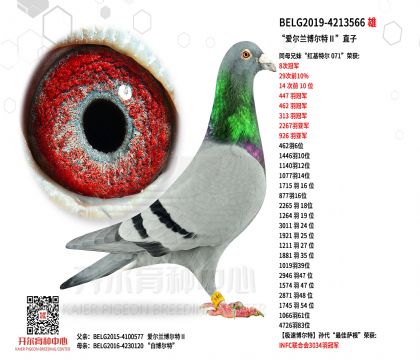 2����BELG2019-4213566