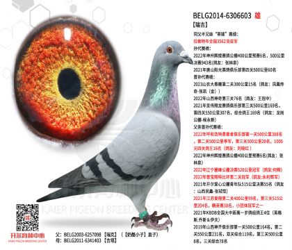 2����-6306603