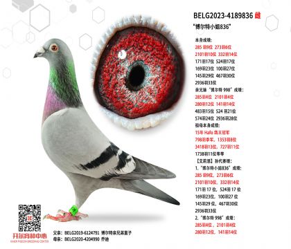 3ĸ��BELG2023-4189836