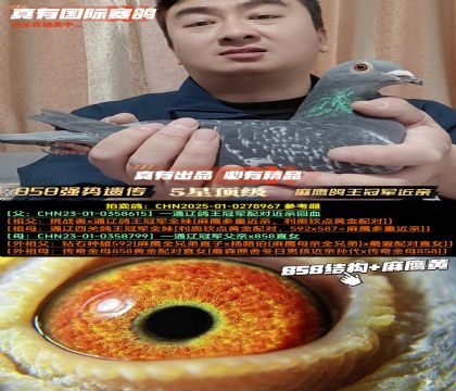 ��858ǿ���Ŵ�����ӥ�����ھ�����